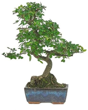Bonsái Zelkova Parvifolia Natural Árbol Conocido como Olmo Chino