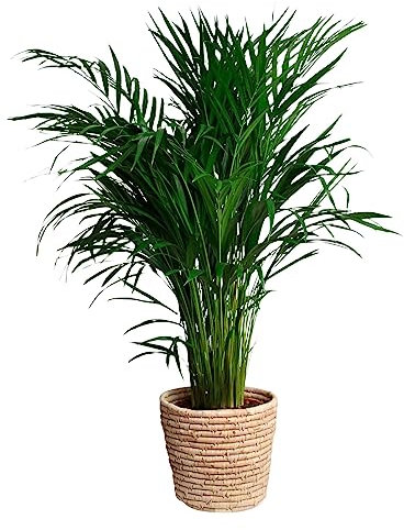 Happy Plants Areca Palm Goldpalme/Dypsis Lutescens - Zimmerpflanzen Groß - luftreinigende pflanzen - inkl. Blumentopf - Frisch aus der Gärtnerei (mit Topf, 100 cm)