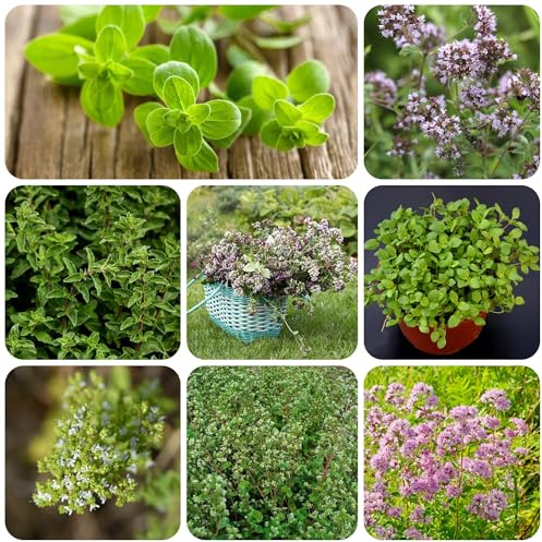 mejorana de interior raras Orégano mayor de jardín invierno cocina balcón o invernadero Semillas hortalizas y medicinales balcón 300semillas