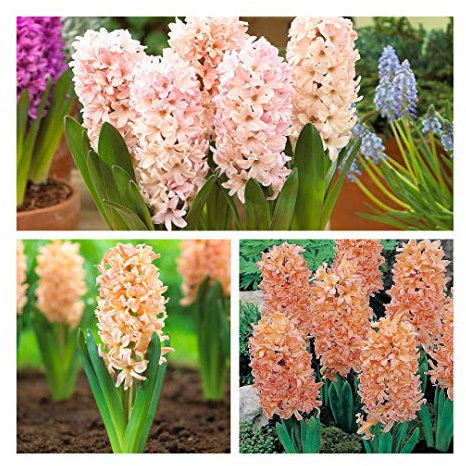 Hyacinth Gipsy Queen x 10 Flower Bulbs Size 15/16 Glorious Flushed Apricot Tangerine. Highly Fragrant Spring Flowers. Easy to Grow