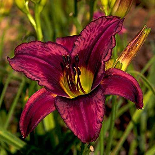 Bulbi di Hemerocallis,issimi fiori ornamentali,Pianta adesso,Piante coltivate nel suolo domestico,In vaso in tutte le stagioni-10 Bulbi,2