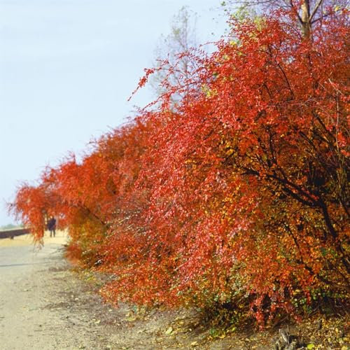 Cotoneaster acutifolius 175–200 cm – Winterhart, Mehrjährig, Pflegeleicht – Schmalblättrige Zwergmispel – Heckenpflanze für Garten & Sichtschutz