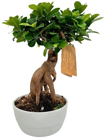 I GIARDINI DI GIULIA - Bonsai Ficus Ginseng | Pianta da Interno Vera | Vaso in Ceramica Elegante | Altezza 40 cm, Diametro 18 cm | Ideale per Casa o Ufficio, Vaso Bianco, Tronco Marrone, Foglie Verdi