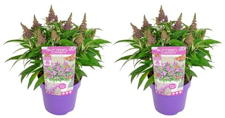 Bloomique - 2er-Set - Buddleja Butterfly Little Purple - Schmetterlingsflieder - Gartenpflanzen - Winterhart - 30-40 cm Hoch - Topf 19 cm