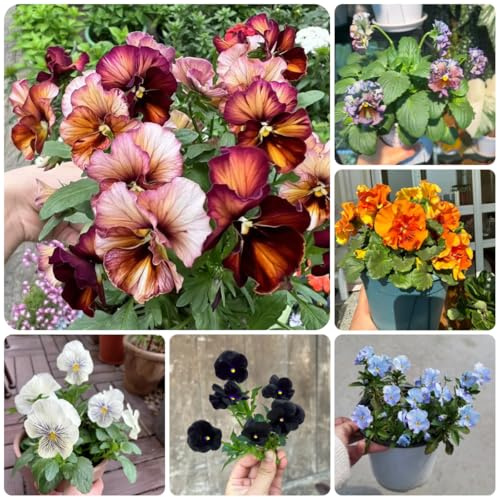 semi biologici di viola del pensiero resistenti all'esterno resistenti di viola del pensiero selvatici da balcone decorazione da giardino per esterni, 65pcs