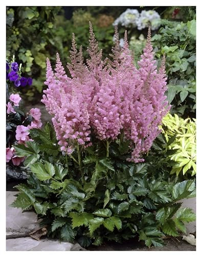 1 x Astilbe chinensis pumila (Winterhart/Stauden/Staude/Mehrjährig) Zwerg Prachtspiere - in Lila - Das Highlight für Ihre Gartenidylle - Sehr Bienenfreundlich - Pflegeleicht - von Stauden Gänge