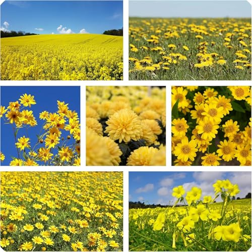 Semi Miscuglio di Fiori Gialli, Fioritura Abbondante, Mazzi di Fiore Gialli