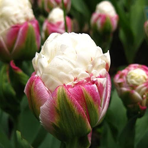 50 Tulip Ice Cream Flower Seeds : Seeds Only