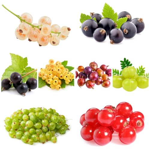 semillas de grosella espinosa, grosella raras, interior, Grosella, resistentes al invierno para 150pcs