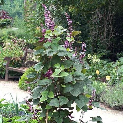 Eden Brothers Hyacinth Bean Seeds Non-GMO Seeds for Planting, 1 Ounce | Low-Maintenance Flower Seeds, Plant During Warm Season, Zones 10, 3, 4, 5, 6, 7, 8, 9
