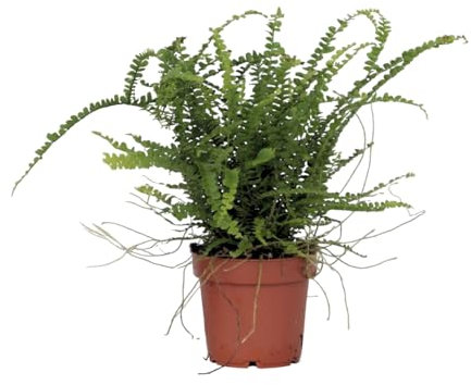 Plant in a Box - Fougère de Duff - Nephrolepis Duffii - Hauteur 25-40cm - Pot 12cm - Plante d’intérieur - Vert