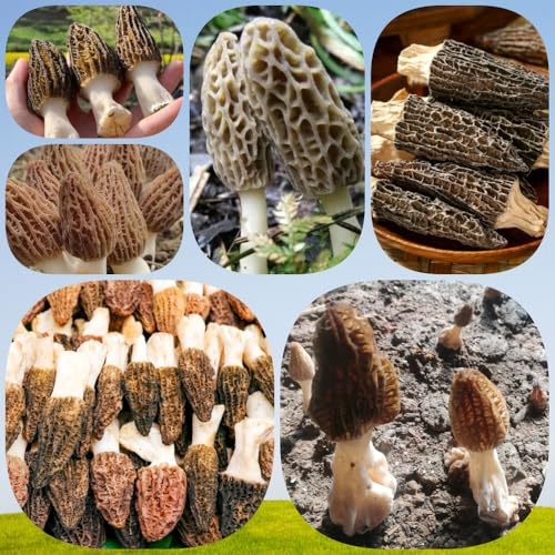 Semillas de hongo morilla, comprar micelio de hongos de invierno juntos juntos resistentes en jardín de hongos juntos de jardín de rocas 300pcs