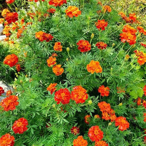 semillas de caléndula perennes resistentes de cortadas caléndula tagetes perennes jardín rocas resistentes silvestres balcón 100pcs