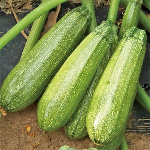 TomorrowSeeds - Grey Zucchini Seeds - 20+ Count - for 2026 Planting Mexican Gray Zucchini Summer Squash Kousa Calabacita Courgette Marrow Harakun Garden Vegetable Fresh Grow Your Own Home Farm Patio