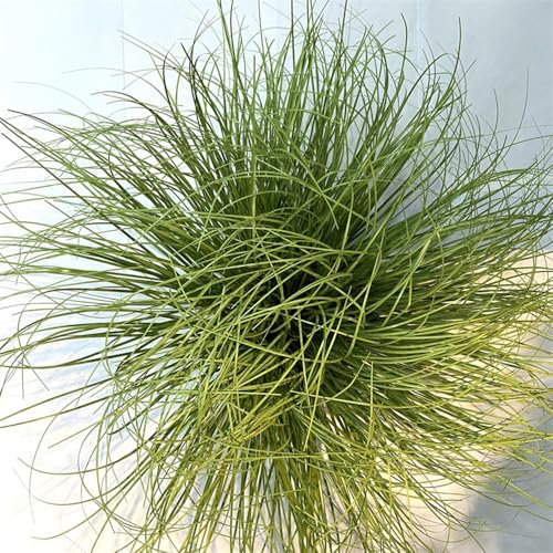 20 piante artificiali alte cipolle erba 50,8 cm, verde resistente ai raggi UV, per esterni, piante finte per casa, interni ed esterni, arbusti finti fiori, vaso per camera da letto, fioriere