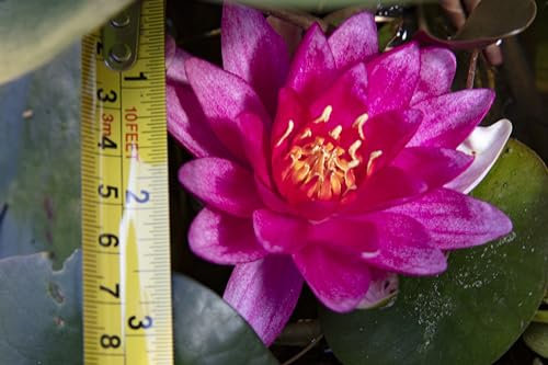 Lincolnshire Pond Plants Ltd - Rembrandt Water Lily - Live Water Plant Aquatic Pond Lake Marginal - Kit