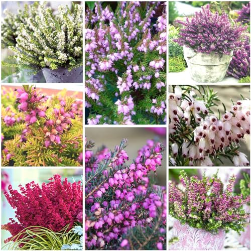 GrowOn Shrubs [x8] Winter Heather Erica Darleyensis Collection | Variety-Pack | Evergreen Shrubs | Outdoor Garden Ready Plants | Winter to Spring Flowering | Red, Pink, White Flowers