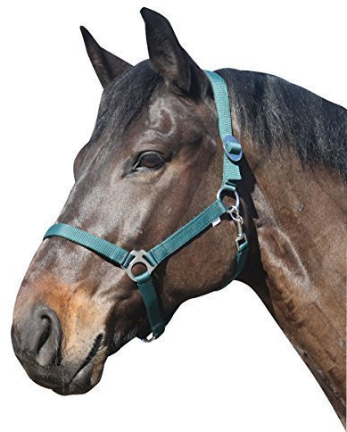 Eldorado Halfter Standard - grün - Kaltblut