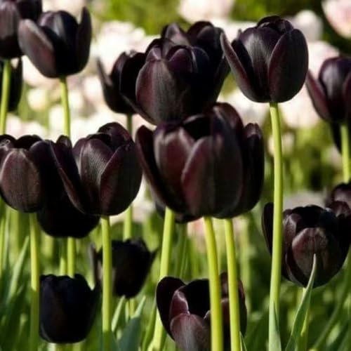 tulpenzwiebeln zimmerpflanze tulpenzwiebel pflanzen deko blumenzwiebeln blumenzwiebel blumen garten frühlingsblumen kräutergarten pflanzendeko winterharte kübelpflanzen, winterharte 2pcs