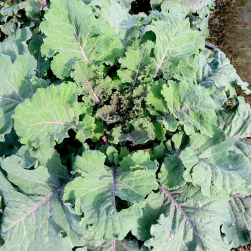 Kale Cottager's - Seeds - Hardy Perennial Variety for Winter Gardening - Heritage Brassica oleracea Seeds - 1 Packet (30 Seeds) by Thompson & Morgan