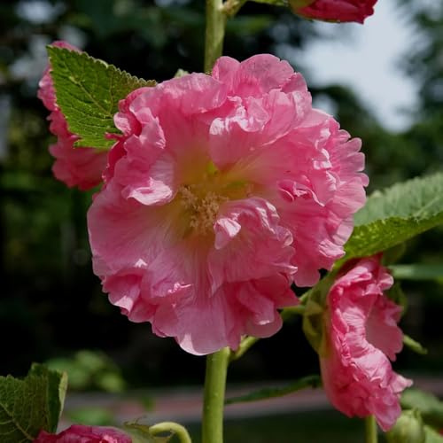 semi di malvarosa, malvarosa da recisi ornamentali per luoghi soleggiati di esotici selvatici semi da decorazione floreale organica per 550semi
