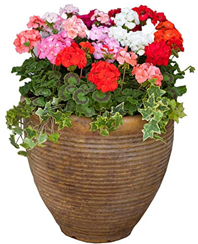 WmHeoo2077 Samen für Hausgarten,Balkon,Terrasse,Einfach zu züchtende Geraniensamen, Four Seasons Indoor Blumensamen, Geranie, 100 Kapseln,Blumensamen Bunte