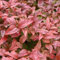 Heiliger Bambus - Nandina domestica 30-40 C - 30-40 cm Topf