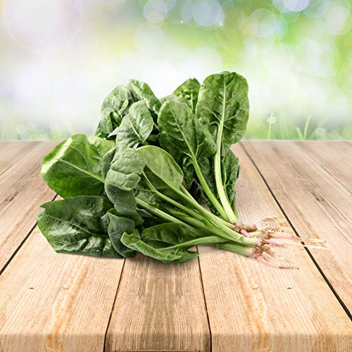 Épinard 100 x graines - Du Portugal 100% Naturel Sans Aide à La Culture Chimique Ni Génie Génétique, Juste de la Nature Pure