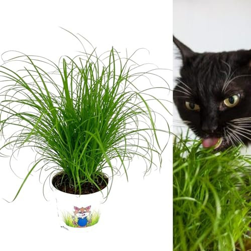 Carbeth Plants Cat Grass Cyperus ‘Zumula’ in 13cm Pots - Safe Non Toxic Grass for Cats - Pet Friendly Indoor Catnip Plant for Digestion & Wellbeing - Easy to Grow Houseplant