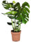 Plant in a Box - Monstera Deliciosa - Höhe 70-80cm - Fensterblatt - Monstera pflanze - Indoor grünpflanze - Topf 21cm