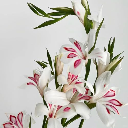 gladiolenzwiebeln winterhart mehrjährig - garten balkon 12pcs