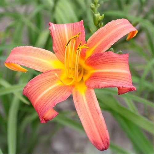 Bulbi di HEMEROCALLIS | Bulbi provenienti dai migliori produttori Olandesi | Esclusiva selezione e controllo qualità | Fioritura garantita. (2 Hemerocallis PINK CHARM)