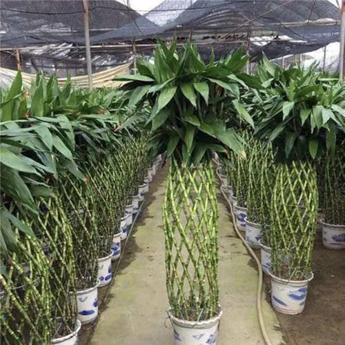 bambù fortunato, semi di bambù stanza con d'ombra fortunato Decorazioni da giardino resistenti per il soggiorno da ufficio sempreverdi appartamento per luoghi 130semi