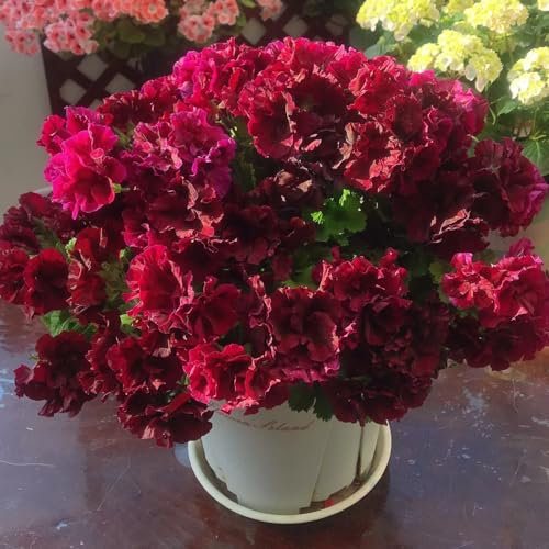 100 pcs Geranien Samen Hängend Mehrjährig - wildblumenwiese, kletterpflanzen winterhart schnellwachsend Geranien Samen - Pelargonium hortorum wildblumen winterharte stauden gartendeko