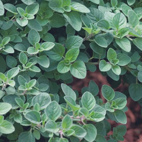 Oregano Seeds - 450 Fresh Greek Oregano Herb Seeds – Plant and Grow Your Own Herbs Ideal for Greenhouse, Garden, Polytunnel, Growbags, Large Pots or Containers - Packed in The UK by Meldon Seeds