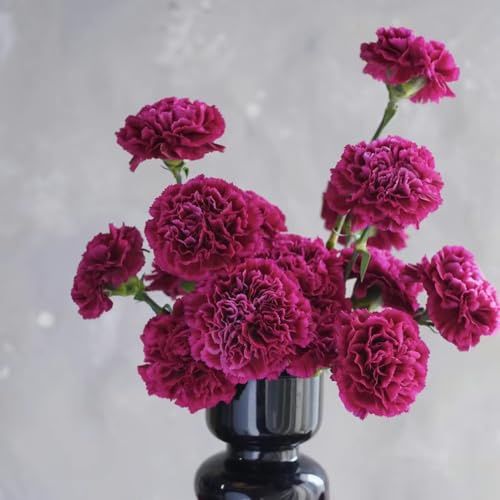 Semi di garofano perenni resistenti, giardino interno esotiche vecchie varietà 500pcs