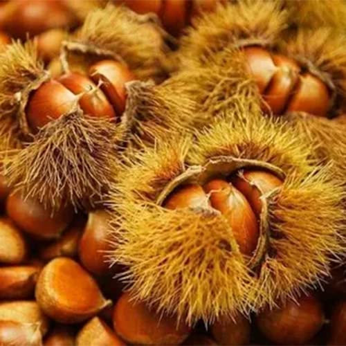 25 Seeds Maronenbaum Samen Esskestanien Maronen Baumsamen Kastanienbaum Kaufen Pflanzen Samen Esskastanienbaum Kaufen KräUter Anzuchtset Samen KräUter Pflanzensamen Garten Geschenke