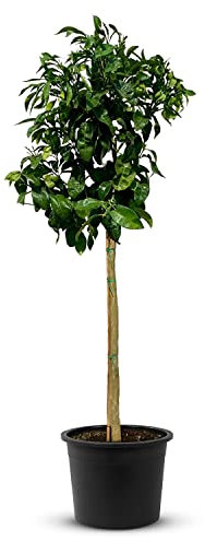 TropicTrees Grapefruitbaum mit einer Höhe von 150 cm und einem Stammumfang von 8-10 cm | Grapefruit für die Saftherstellung, als Gewürzzutat und als Zierpflanze für Innenbereiche