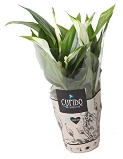 Spathiphyllum Cupido DECOALIVE Planta de Interior Natural para Decorar el Hogar Lirio de la Paz o Espatifilo