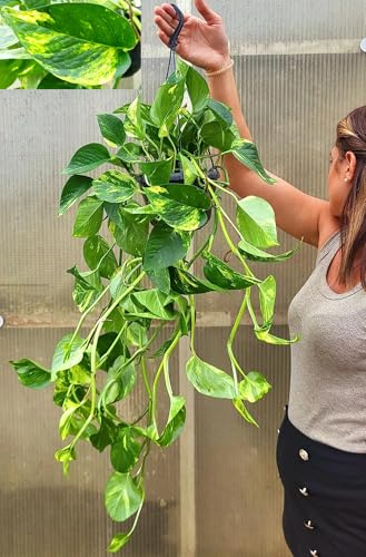 POWERS TO FLOWERS - POTOS EPIPREMNUM AUREUM BASKET 16CM DIAMETRO, pianta vera