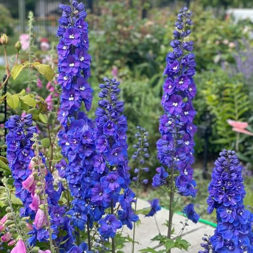 semi di delphinium resistente perenne - delphinium - luoghi soleggiati, ombra primaverile, resistenti per il giardino 400pcs