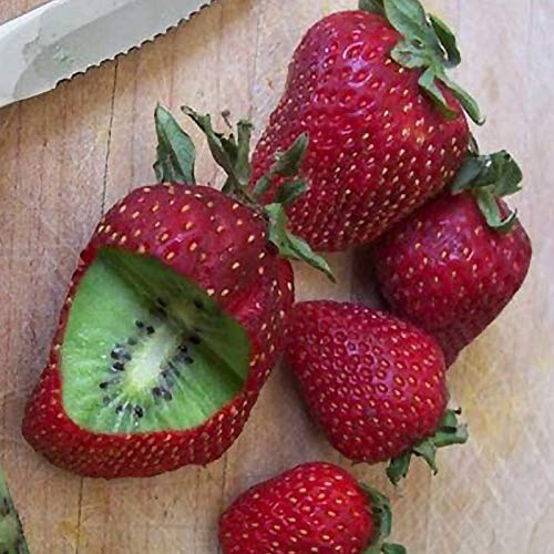 Benoon Semillas De Fresa De Kiwi, 1 Bolsa Semillas De Fresa De Kiwi Rústicas De Alta Tasa De Germinación Semillas De Jardín No Transgénicas Ligeras Para Manor Semillas de Kiwi Fresa