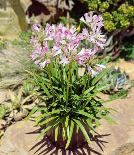 BALDUR Garten 1x Agapanthus 'Pink Blush', Pflanze im 9x9 cm-Topf, fabelhafte Neuzüchtung mit rosa Blüten, Dauerblüher im Beet & Kübel, pflegeleicht, hitze-& trockenheitstolerant, winterhart