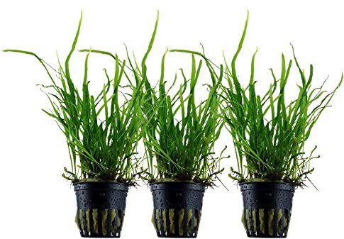AquaOne Aquarium Pflanze 3 Stück Microsorum pteropus 'Trident' I Wasserpflanze Aquariumpflanze Wurzelstock/Rhizom voll durchwurzelt einfach pflegeleicht Aquascaping Dekoration