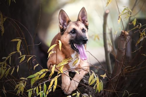 OZLHSP pussel 1500 Djur Herdehund Belgisk herdehund 87x57cm