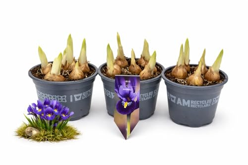 POWERS TO FLOWERS - IRIS BLU NANO VASO 9 CM, 3 PIANTE, piante vere