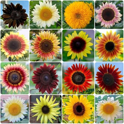 Semillas de girasol, Helianthus annuus, semillas de girasol gigantes perennes 800pcs