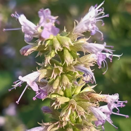 Semillas de ortiga fragante, semillas de silvestres Agastache foeniculum, balcón de semillas de medicinales raras 500pcs