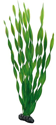 Hobby vallisneria, 46 cm