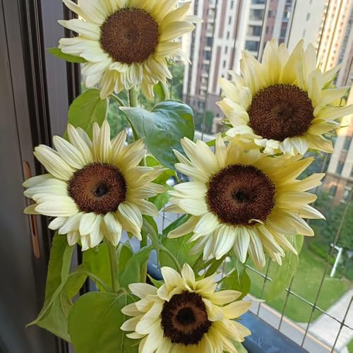 semillas decorativas de girasol - macizos, exóticas resistentes de girasol perennes resistentes, para jardín, 600pcs
